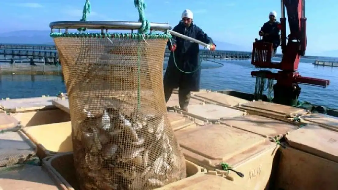 Muğla'dan 54 Ülkeye Balık İhracatı