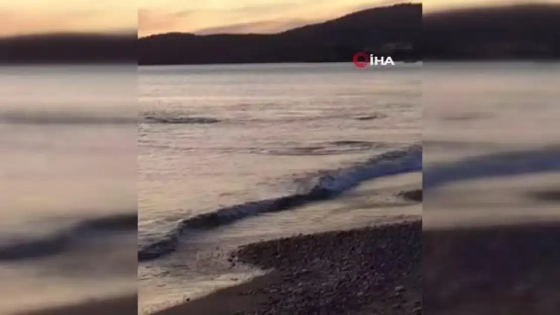 Sarıgerme'de Sahile Yaklaşan Köpek Balıkları Böyle Görüntülendi