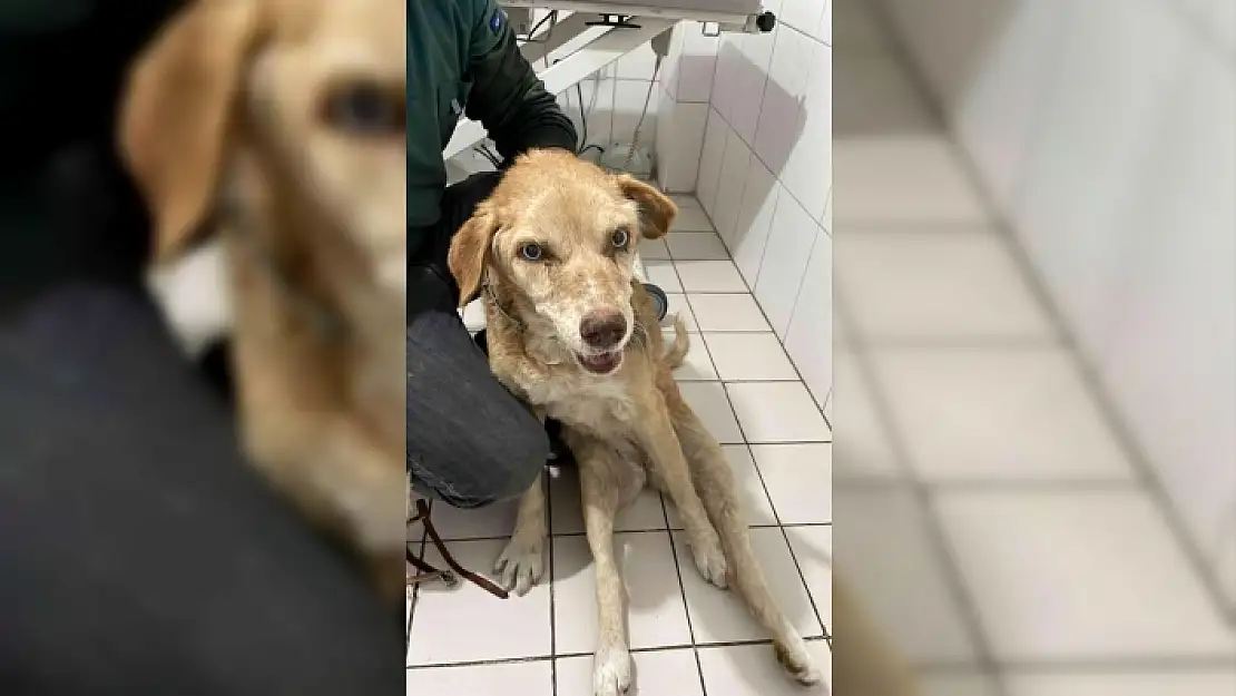 Bodrum'da Otomobilin Çarptığı Köpeğin Vücudunda Onlarca Saçma ile Yaşadığı Ortaya Çıktı