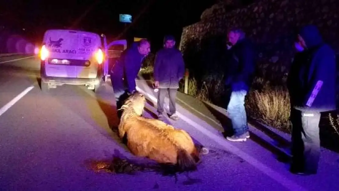 Bodrum'daki Vatandaşların Seferber Olduğu At Kurtarılamadı