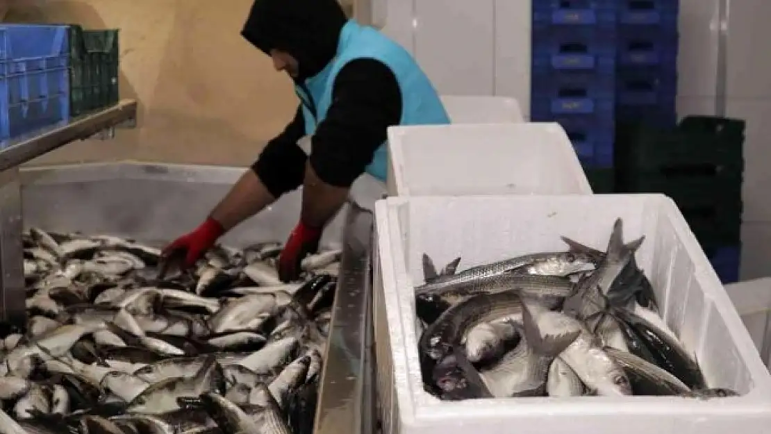 Dalyan Kefali Kilosu 20 Liradan Satılıyor