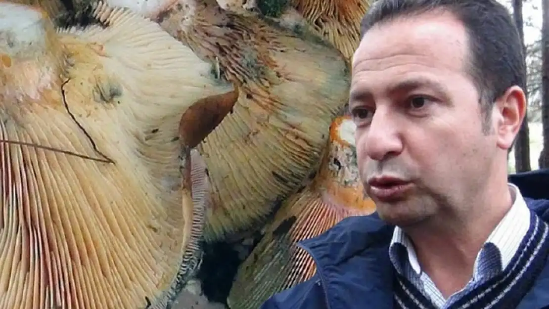 Fiyatını Duyan Ormana Koştu: Muğla'da Toplayanlar Paraya Para Demiyor