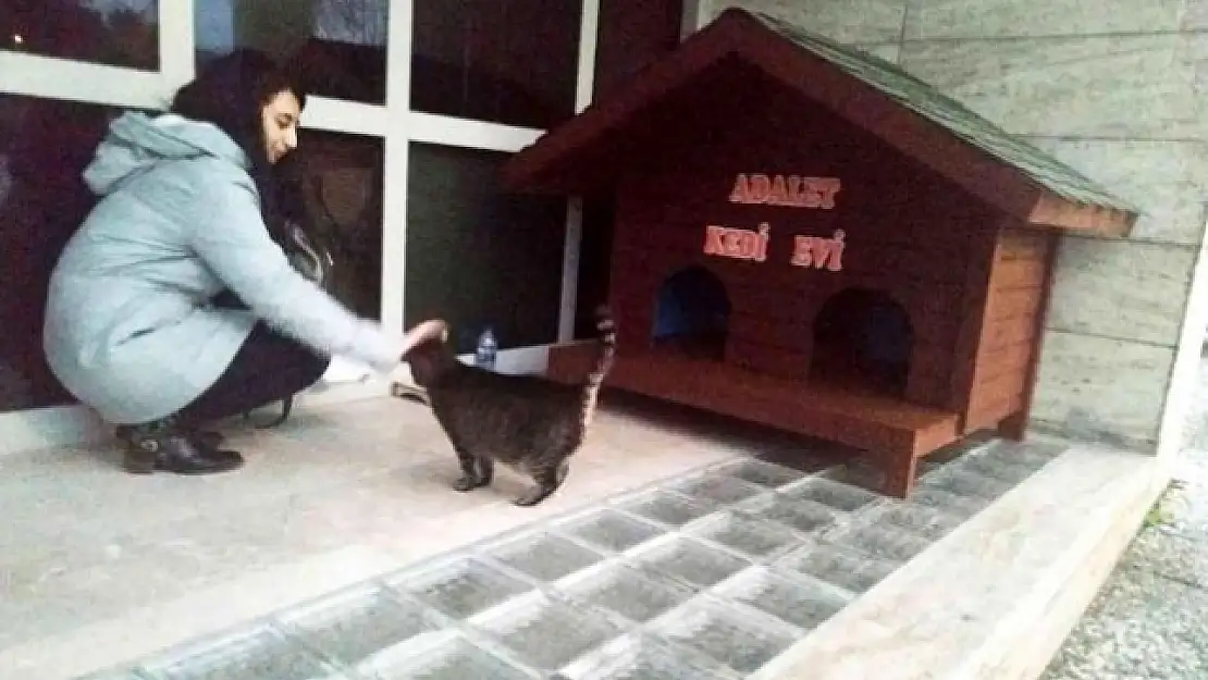 Kedi Adalet Muğla Adliyesinin Maskotu Oldu