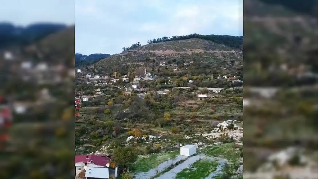 Menteşe'deki Zeytinköy Yeşile Büründü