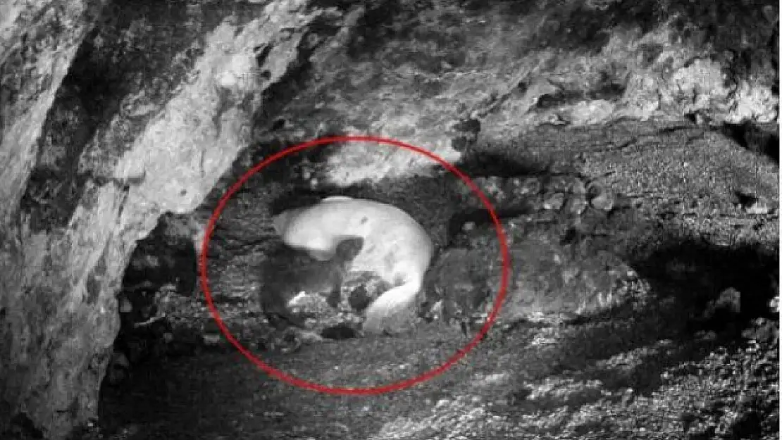 Muğla'da Yeni Doğan Akdeniz Foku Görüntülendi