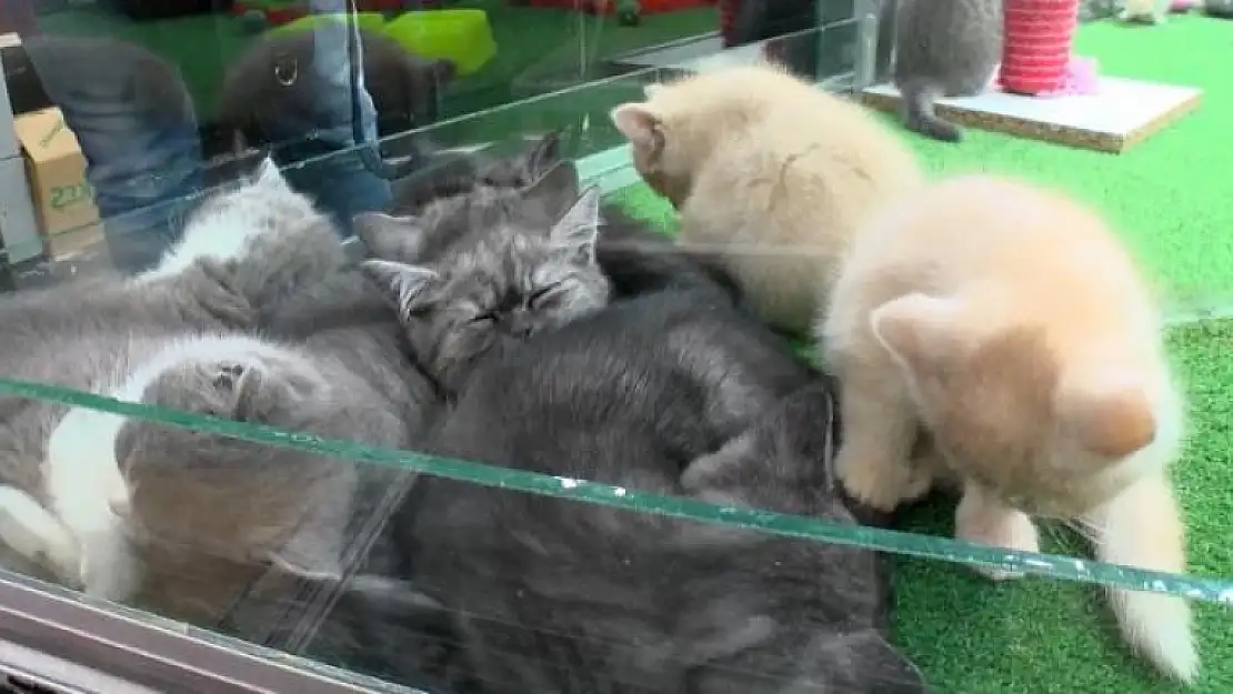 Pet Shoplarda Hayvan Satışı 7 Ay Sonra Bitecek