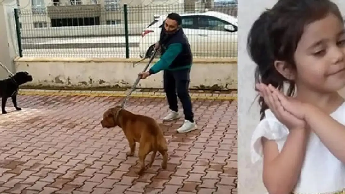 Pitbull Saldırısına Uğrayan 4 Yaşındaki Asiye Ateş'in Tedavisinde Yeni Gelişme