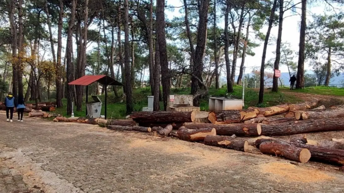 Akyaka'da Çadır Kamp Alanındaki Ağaç Katliamına Tepki