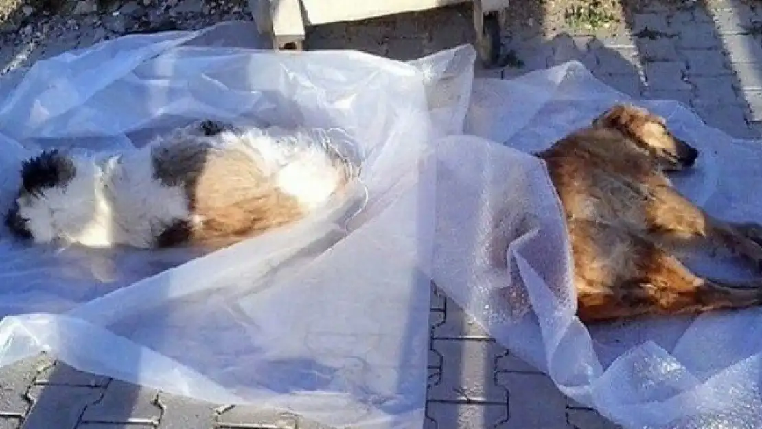 Bodrum'da 7 Köpeği Zehirleyerek Katlettiler!