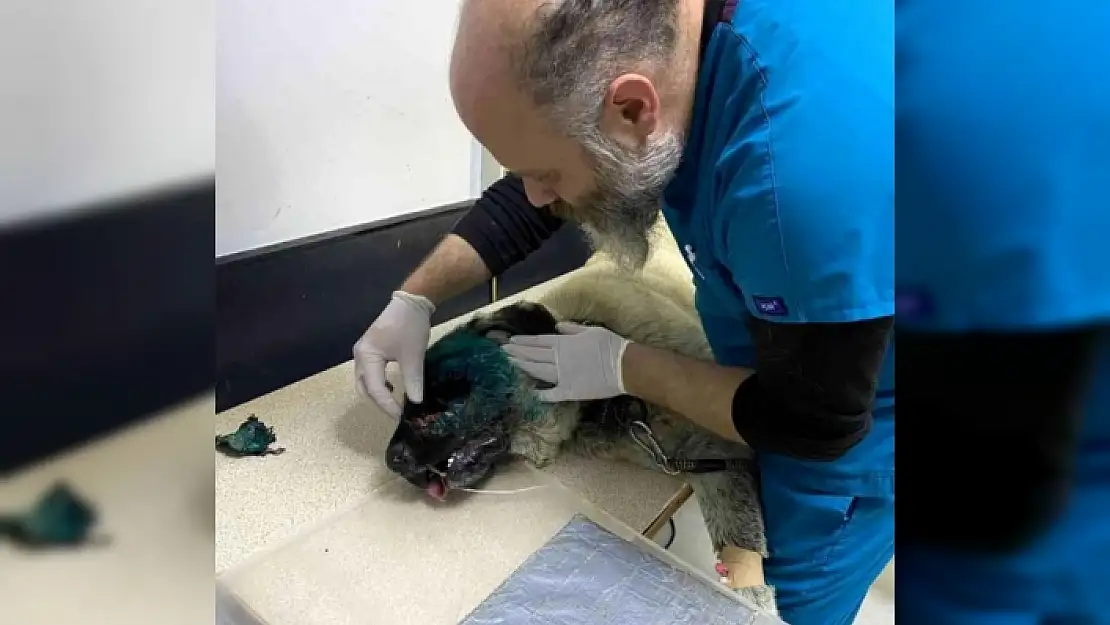 Bodrum'da Köpeğin Yüzünden 90 Saçma Çıktı, Görenler Şoke Oldu