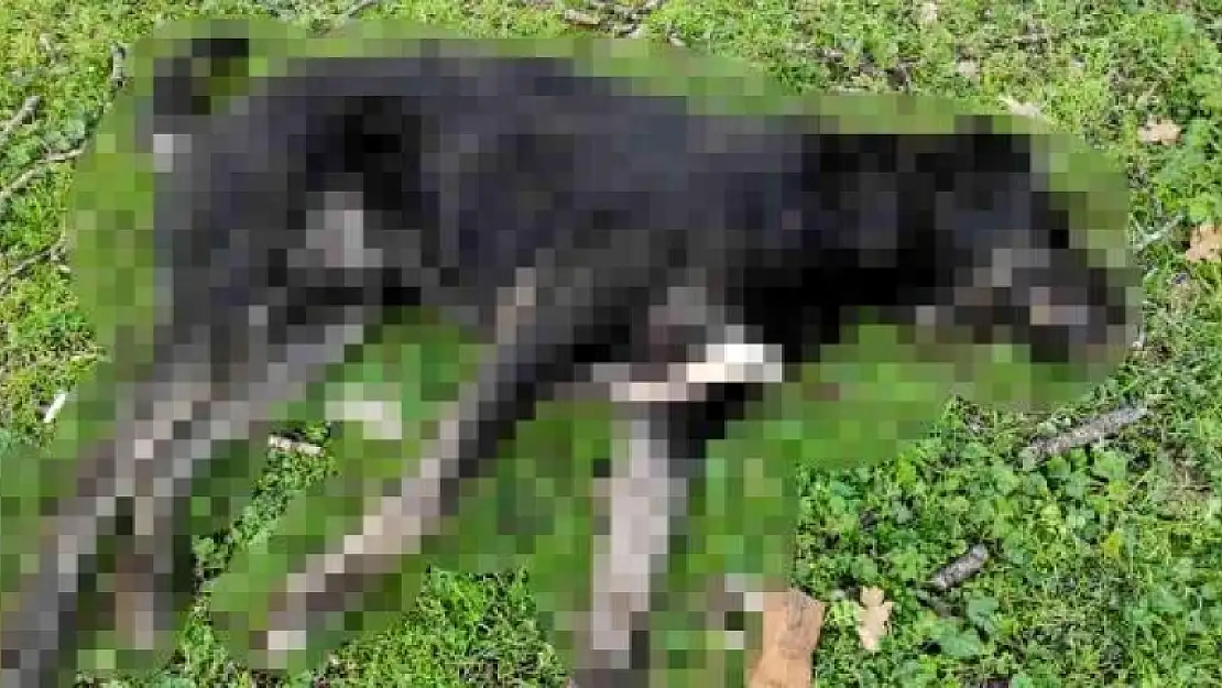 Bodrum'daki 2 Köpeğin Katledildiği Olayla İlgili Açıklama
