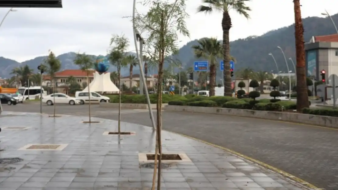 Marmaris Belediyesi'nden Ağaçlandırma Seferberliği
