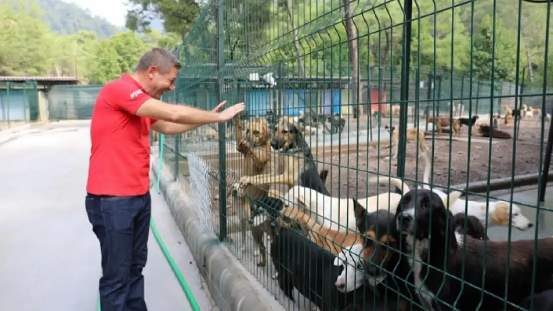 Marmaris'te 2021 Yılında 8 Bin 76 Hayvan Rehabilite Edildi