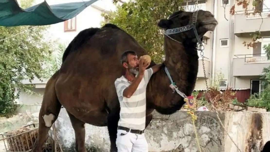 Milas'ta Eğittiği Deve Tarafından Öldürüldü