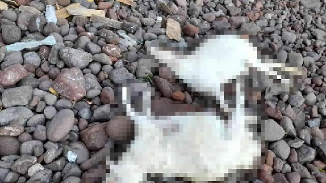 Bodrum'da Köpeklerin Saldırısına Uğrayan Koyunlar Telef Oldu