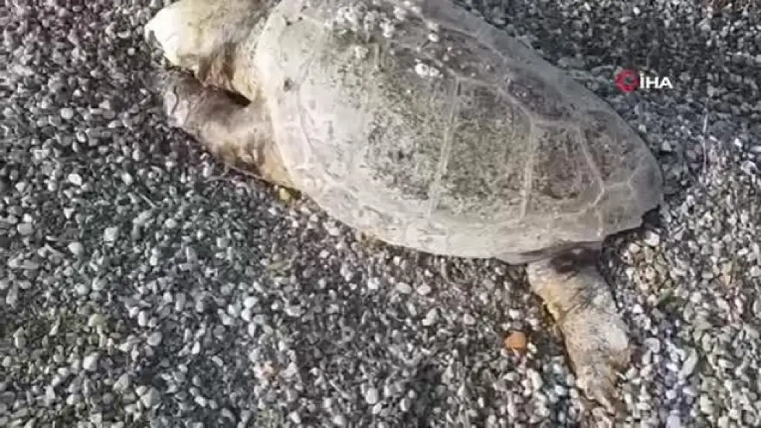 Bodrum'da Ölü Caretta Caretta Sahile Vurdu