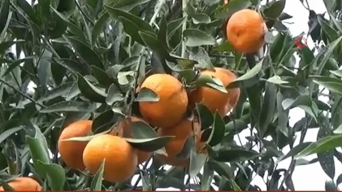 Bodrum Mandalinalara Dijital Kimliklendirme Projesi
