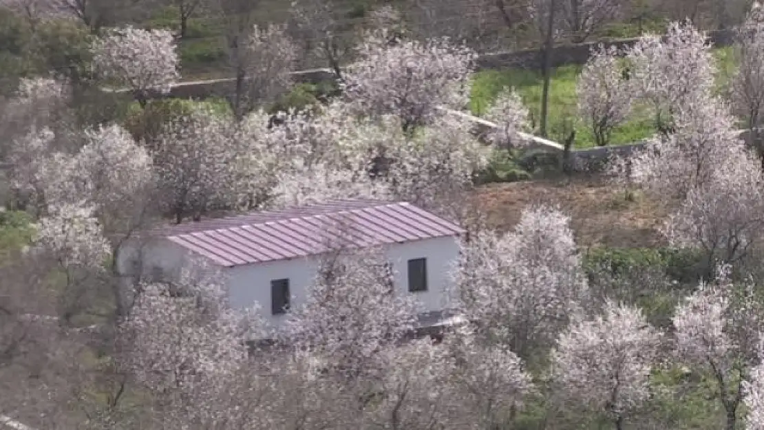 Datça'da Badem Ağaçları Çiçek Açtı