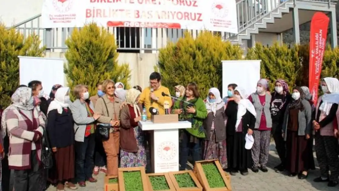 Muğla'da 360 Bin Adaçayı ve Kekik Fidesi Dağıtıldı