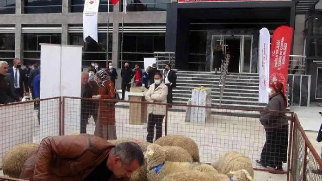 Muğla'da Yangın Mağduru Kadın Üreticilere 10 Bin Koyun