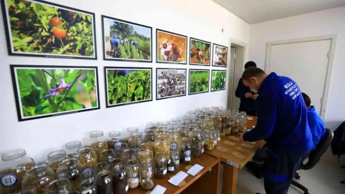 Muğla'da Yerel Tohum Dağıtımı Başladı