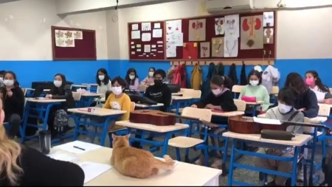 Sakin Şehir Köyceğiz'de Kedi 'Limon' Müzik Derslerinin Vazgeçilmezi Oldu