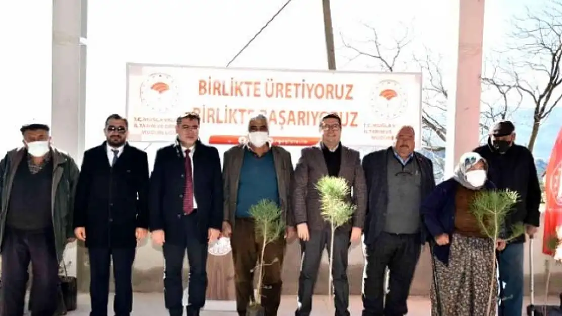 Yatağan'da Bin Adet Çam Fıstığı Dağıtıldı