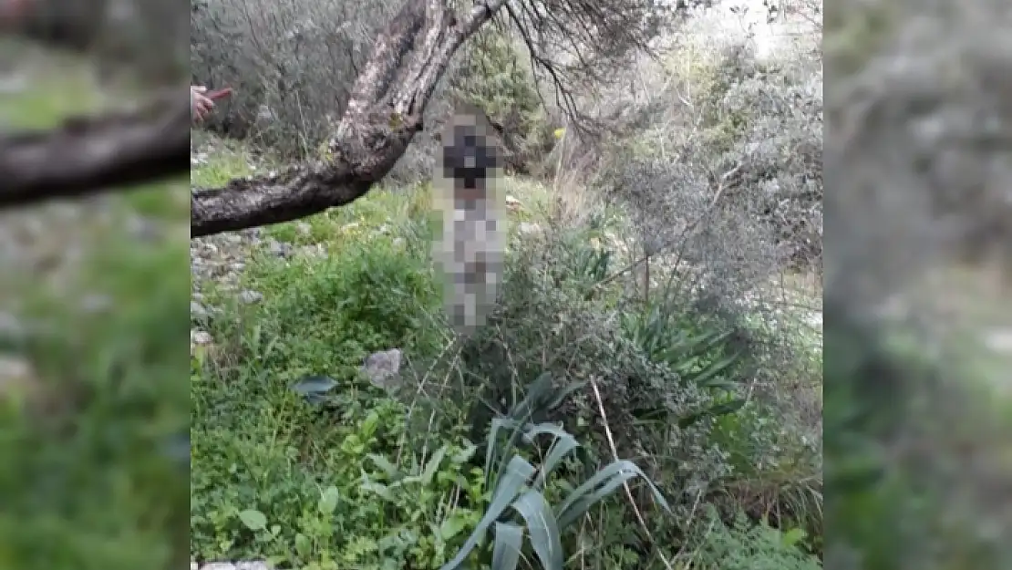 Akyaka'da Vahşice Katledilen Köpekle İlgili Soruşturma Başlatıldı