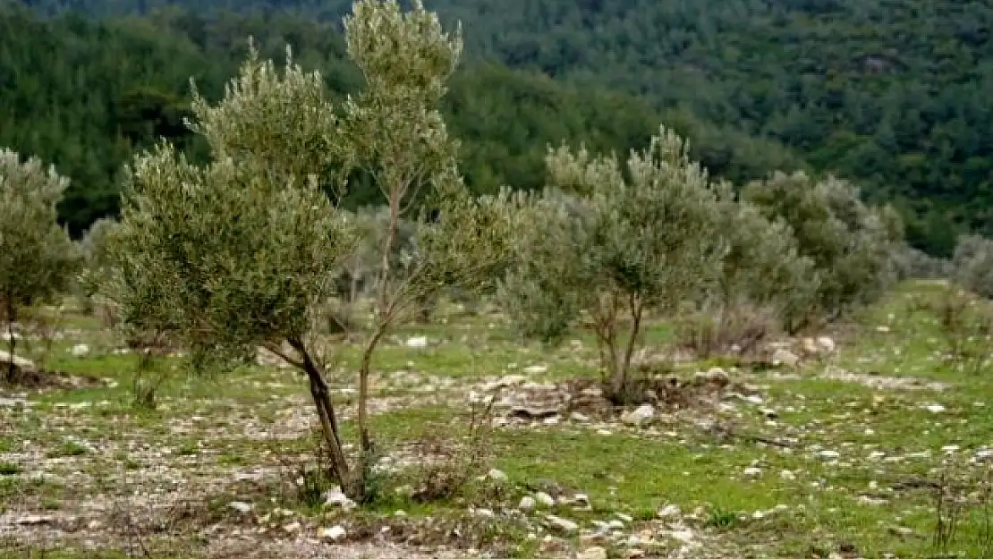 Bakan Dönmez: Taşınan Zeytin Ağaçları Meyve Vermeye Devam Ediyor