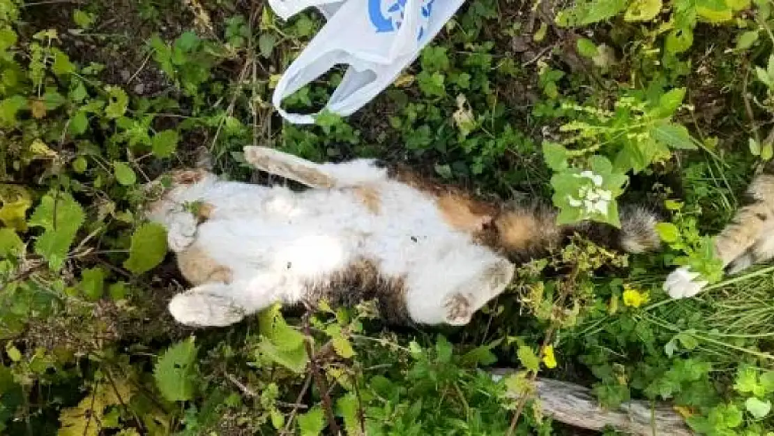 Bodrum'da 9 Hayvanın Katledilmesiyle İlgili Soruşturma Başlatıldı