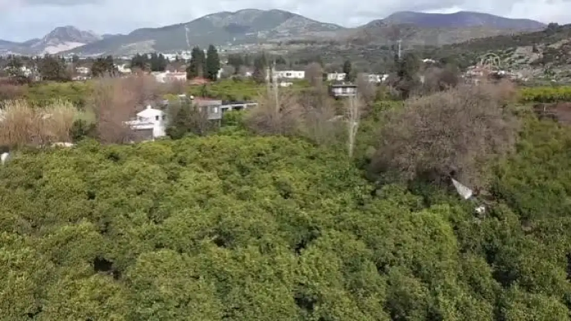 Bodrum Mandalinasıyla Yapılan Lokum ve Reçel Yurt Dışına da Gönderiliyor