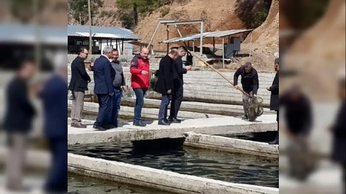 Köyceğiz'de Alabalık ve Çilek Üretim Alanlarında İncelemelerde Bulunuldu