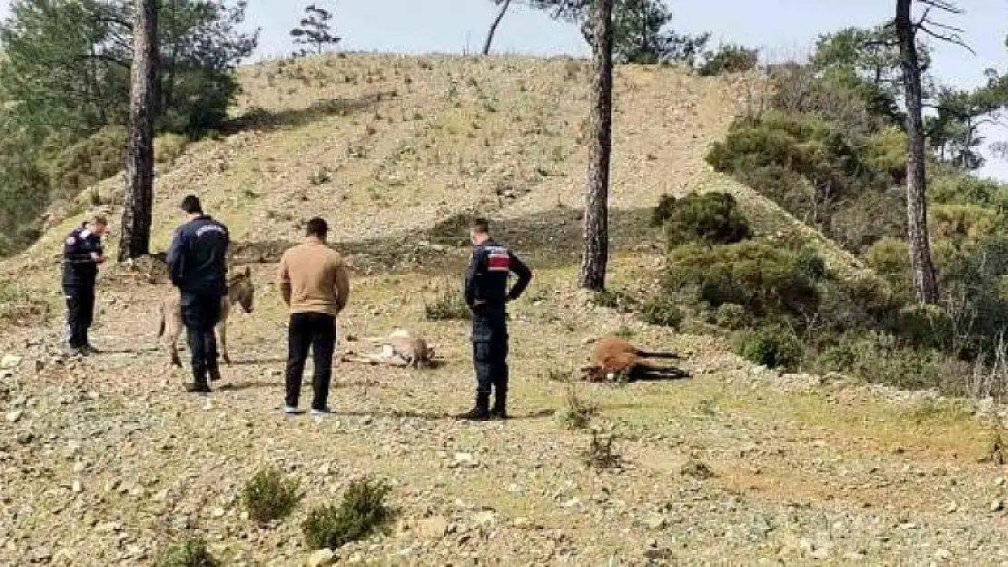 Marmaris'teki Başıboş Eşekler Tüfekle Vurulmuş Halde Bulundu