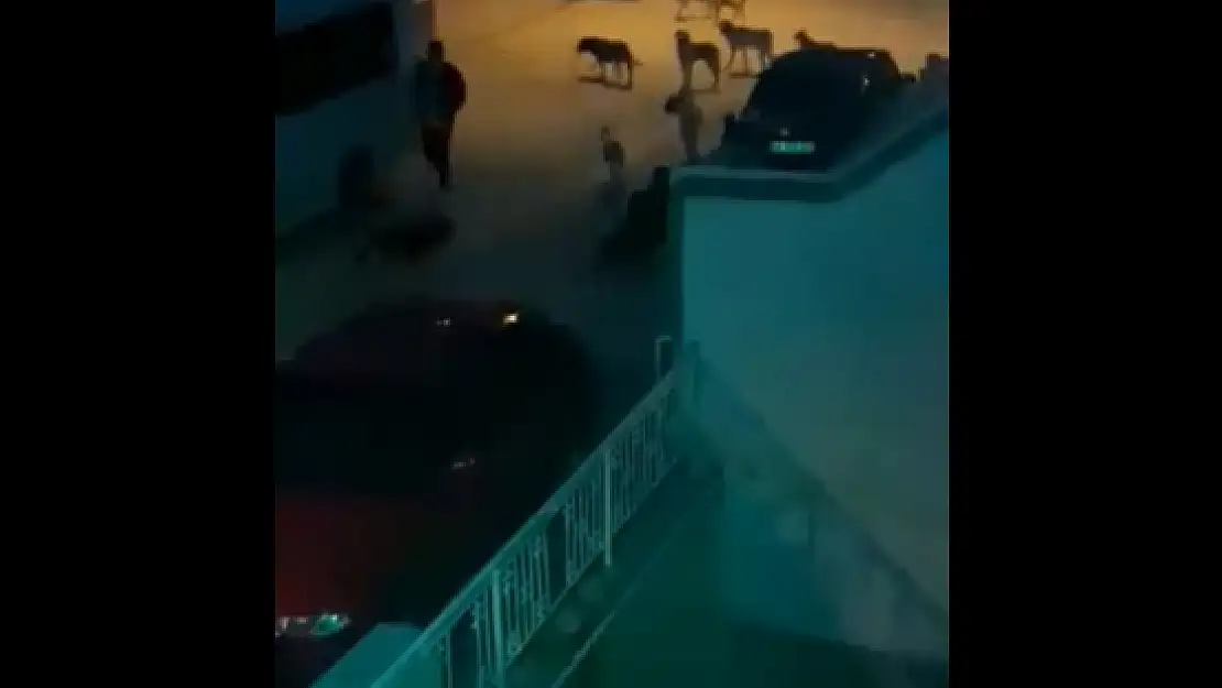 Menteşe'de Sokağa Bırakılan Köpeklerle İlgili Çalışma Başlatıldı