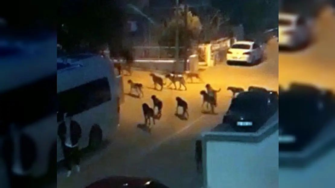 Menteşe'deki 2 Mahalleye 40 Sokak Köpeği Bırakıldı