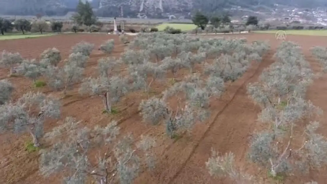 Muğla'da 'Zeytincilik Çalıştayı'na Katılan Akademisyenler ve Üreticiler Zeytin Alanlarını İnceledi