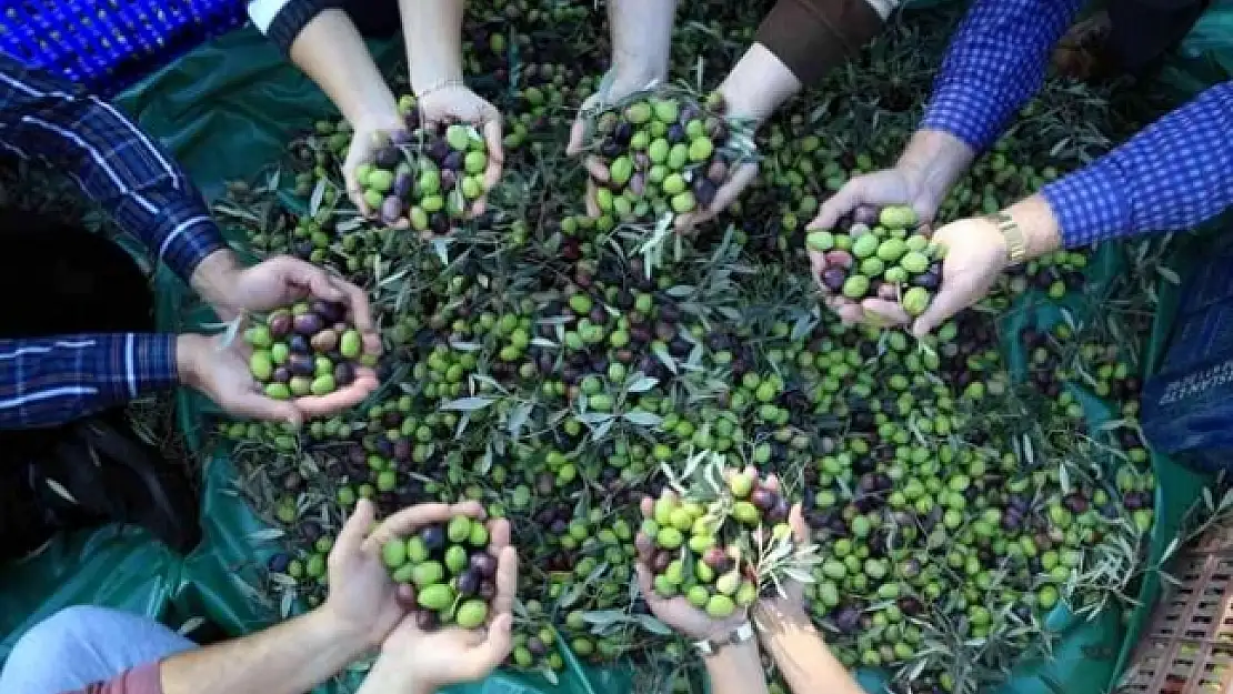 Muğla'daki Zeytin Verimsizliği Masaya Yatırıldı