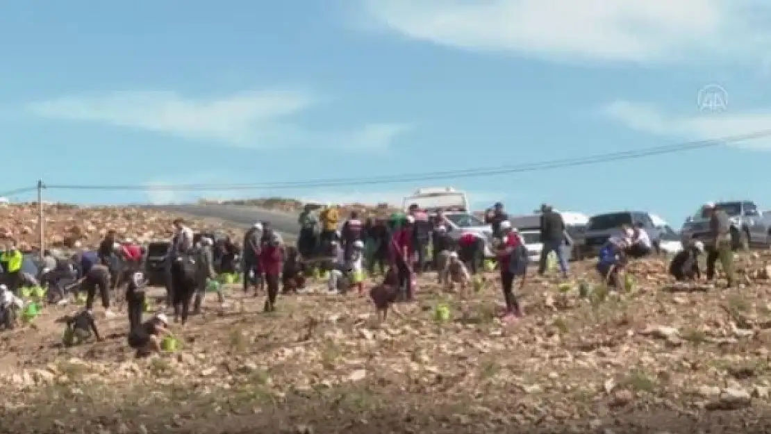 Bodrum'da 57. Cumhurbaşkanlığı Türkiye Bisiklet Turu Hatıra Ormanı Oluşturuldu