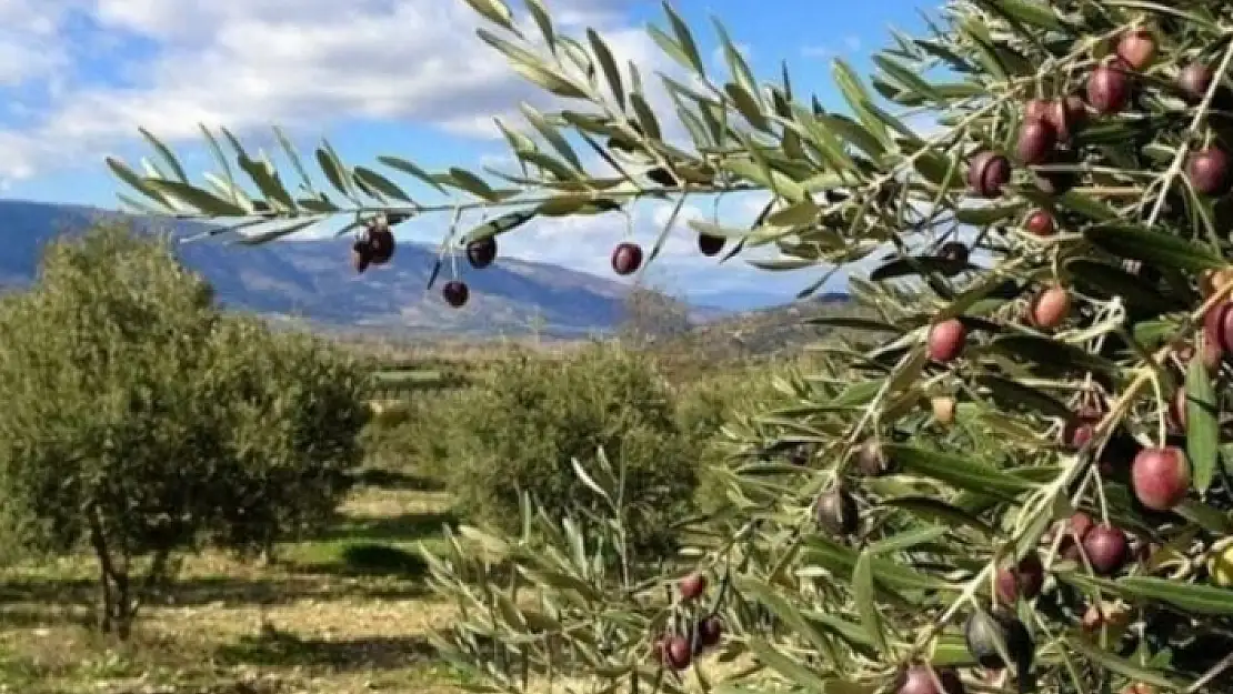 Danıştay, Zeytinliklerle İlgili Karara 'Dur' Dedi