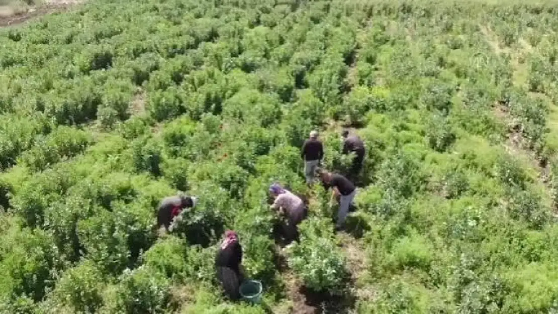Datça'da Erkenci Bakla ve Bezelye Hasadına Başlandı