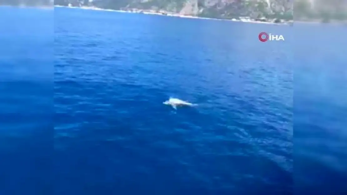 Fethiye'de Yunus, Tur Teknesine Eşlik Etti