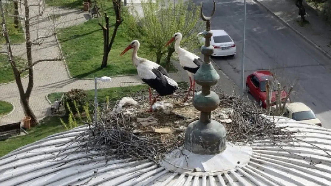 Menteşe'de Leylekler 20 Yıldır Aynı Kubbeye Yuva Kuruyor