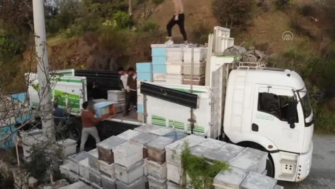 Muğla'da Kışı Geçiren Gezgin Arıcıların Yolculuğu Başladı