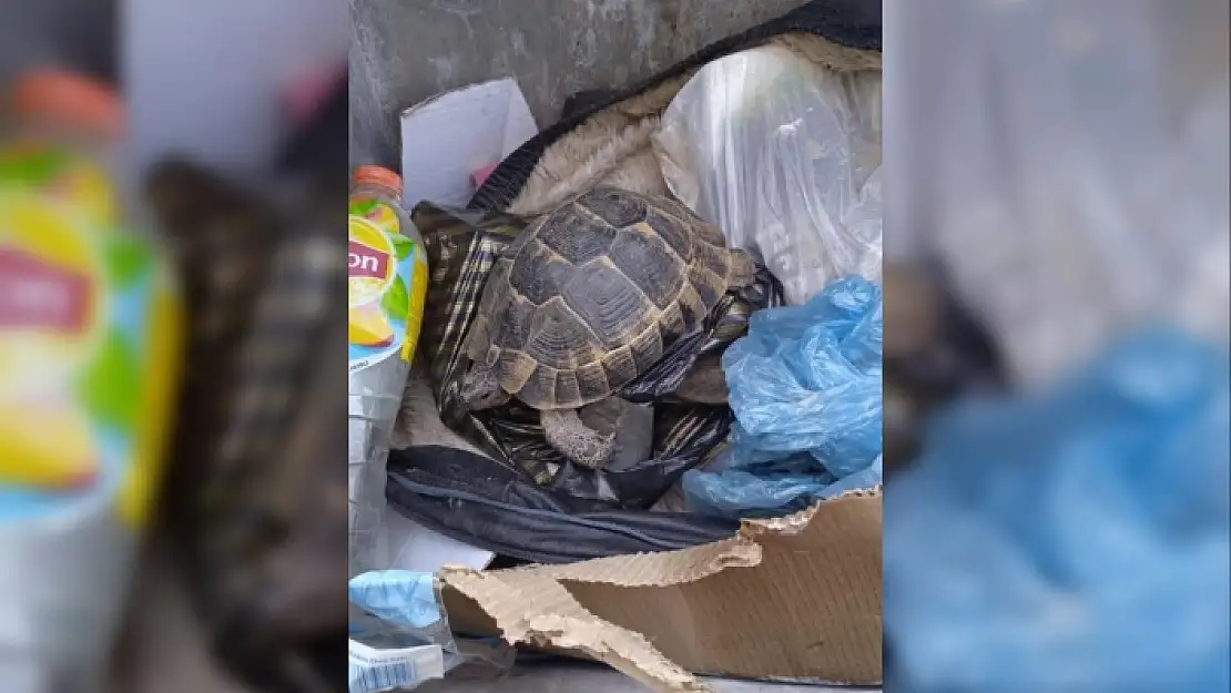 Bodrum'daki Kaplumbağayı Çöpe Atmışlar