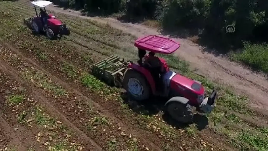 Datça'da Turfanda Patates Hasadı