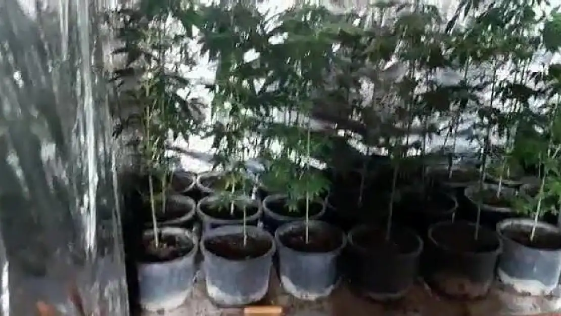 Gardırobunda Kenevir Yetiştirme Düzeneği Bulunan Şahıs Serbest Bırakıldı