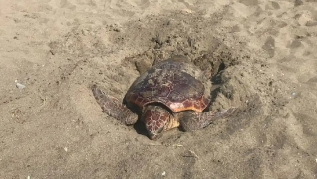 İztuzu Sahiline Caretta Carettalar Yumurta Bırakmaya Başladı