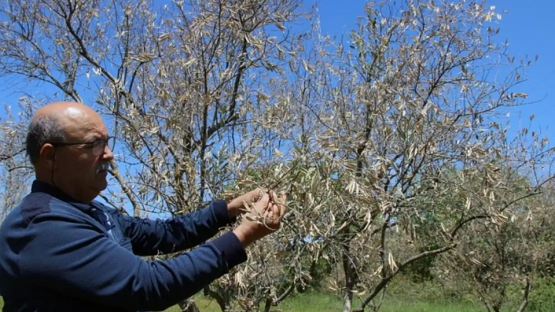 Menteşe'deki Zeytin Ağaçlarındaki Kuruma Korkuttu