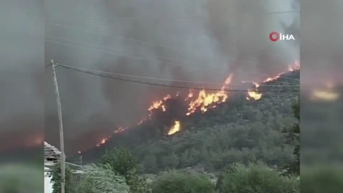 Muğla'nın da Aralarında Bulunduğu İllerde Yanan Ormanlar Yeniden Yeşerdi