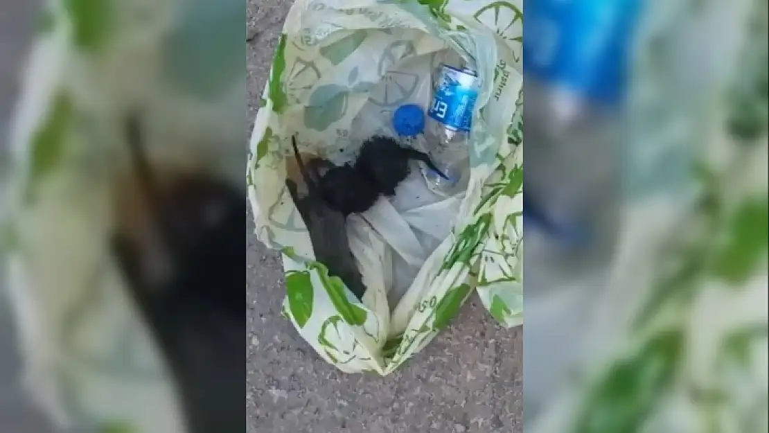 Bodrum'da Vicdansızlık: Yavru Kedileri Canlı Canlı Çöpe Atmışlar